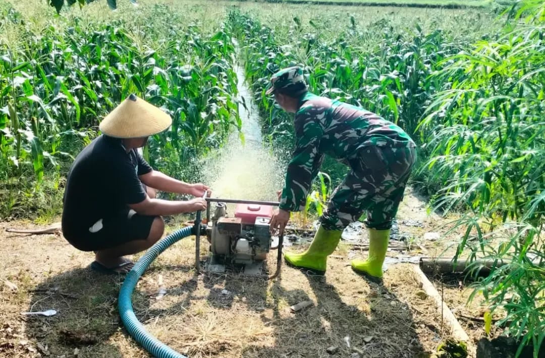 Babinsa Koramil Polanharjo Turun Bantu Petani Pengairan Tanaman Jagung