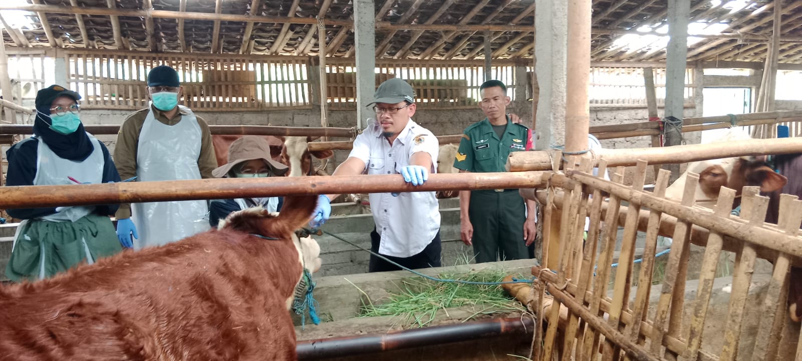 Babinsa Koramil Ceper Bersama Petugas Cek Kesehatan Hewan Ternak Warga Binaan