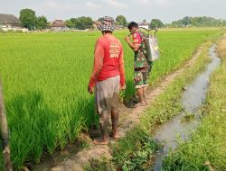 Babinsa Desa Bulan Koramil 22 Wonosari Dampingi Petani Semprot Tanaman Padi