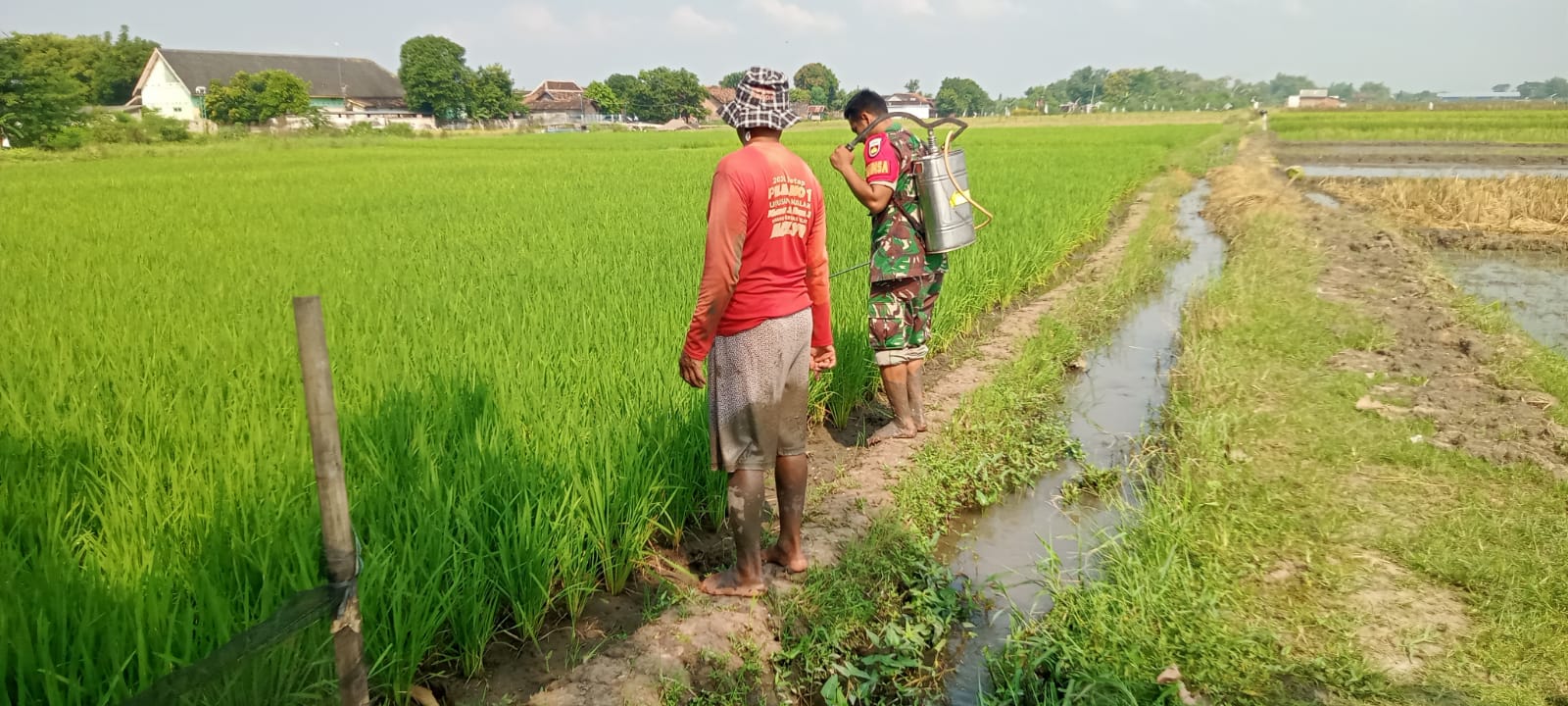 Babinsa Desa Bulan Koramil 22 Wonosari Dampingi Petani Semprot Tanaman Padi