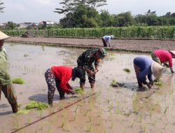 Dukung Ketahanan Pangan Wilayah, Babinsa Prambanan Bantu Petani Tanam Padi