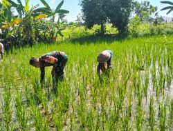 Tingkatkan Hasil Panen, Babinsa Koramil Klaten Utara Bantu Petani Bersihkan Gulma