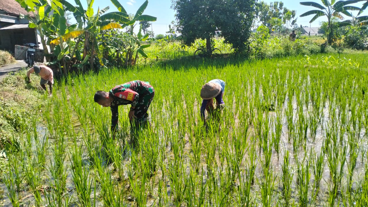 Tingkatkan Hasil Panen, Babinsa Koramil Klaten Utara Bantu Petani Bersihkan Gulma