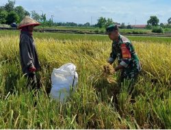 Petani Panen Padi Di Desa Cucukan Didampingi Babinsa Koramil 09/Prambanan
