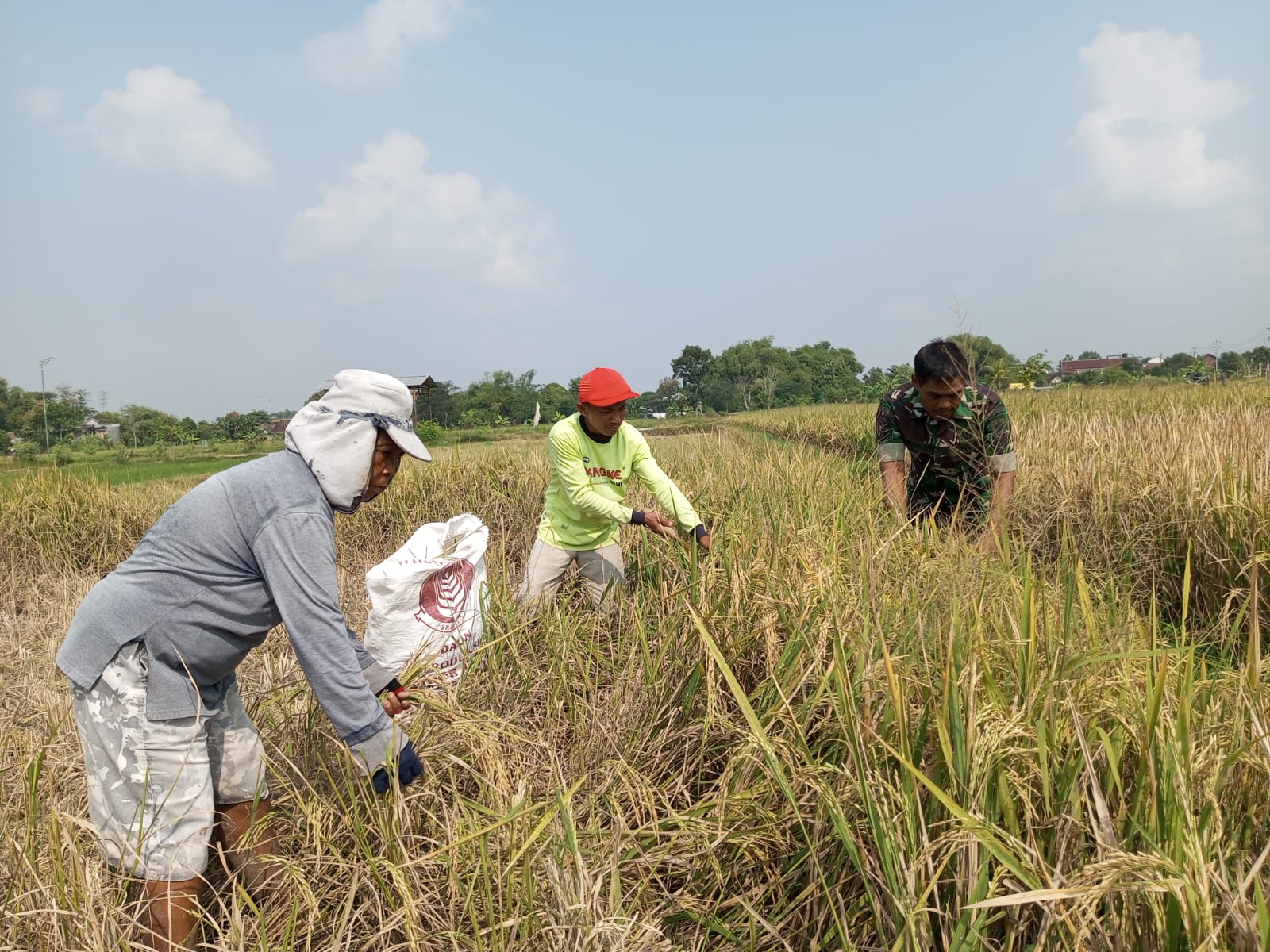 Ringankan Petani Binaan, Babinsa Koramil Klaten Utara Bantu Panen Padi Di Desa Sekarsuli