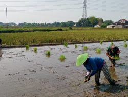 Babinsa Desa Sekaran Koramil Wonosari Dampingi Petani Tanam Bibit Padi Inpari 32