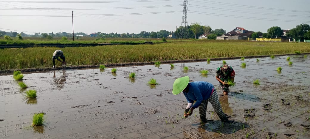 Babinsa Desa Sekaran Koramil Wonosari Dampingi Petani Tanam Bibit Padi Inpari 32