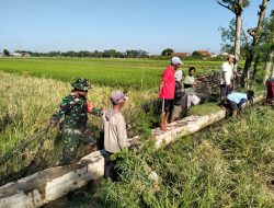 Hama Tikus Banyak, Babinsa Koramil Wonosari Bersama Kelompok Tani Lakukan Gropyokan Tikus