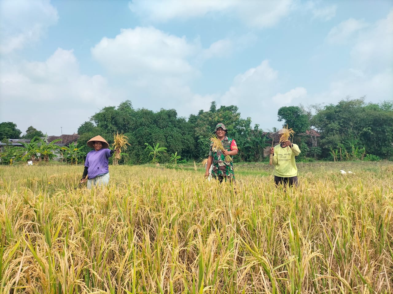 Babinsa Desa Sekaran Bantu Panen Padi, Dukung Swasembada Pangan Nasional