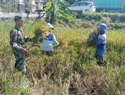 Babinsa Desa Kingkang Koramil Wonosari Bantu Petani Masa Panen Padi