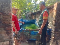 Sambangi Warga, Babinsa Desa Srebegan Dampingi Pengembangan Budidaya Ikan Lele