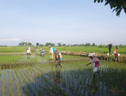 Kendalikan Hama, Babinsa Desa Bentangan Klaten Hadiri Penyemprotan Massal Tanaman Padi