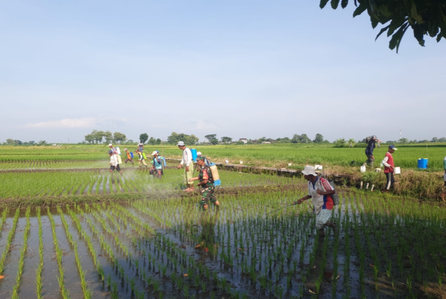 Kendalikan Hama, Babinsa Desa Bentangan Klaten Hadiri Penyemprotan Massal Tanaman Padi
