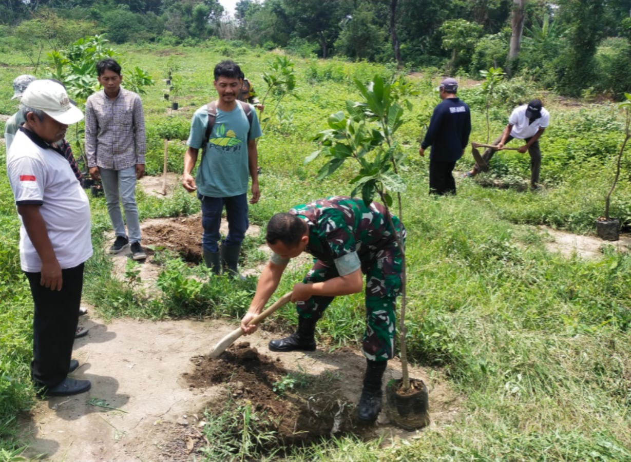 Babinsa Koramil Karanganom Bersama Pemdes Brangkal Klaten Tanam Pohon Produktif
