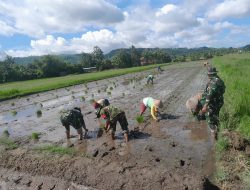 Babinsa Koramil 09/Prambanan Dampingi Petani Tanam Padi Di Desa Sanggrahan, Klaten