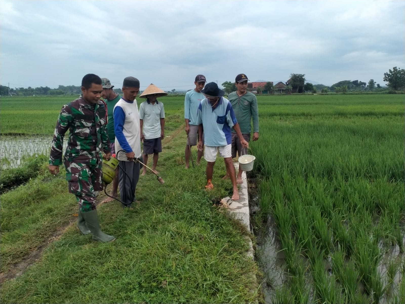 Brantas Hama Tikus, Babinsa Cawas Gepyok Tikus Di Lahan Persawahan Desa Gombang Klaten