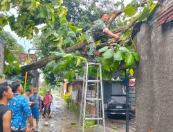 Pohon Tumbang Di Desa Gondang Klaten, Babinsa Koramil 06/Kebonarum Evakuasi Bersama Bhabinkamtibmas, Relawan Dan Warga