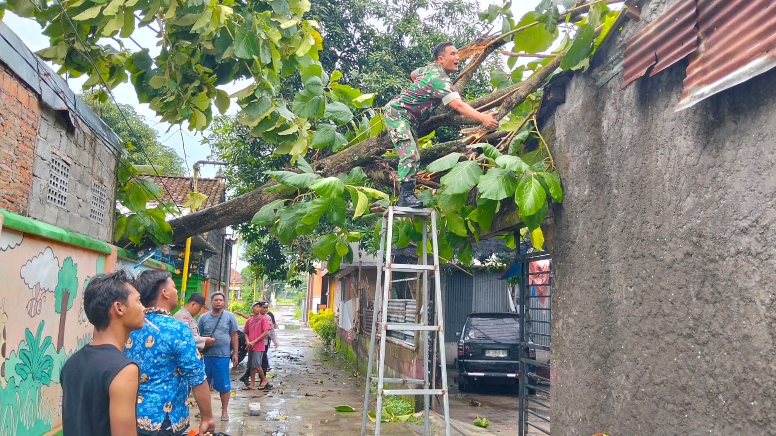 Pohon Tumbang Di Desa Gondang Klaten, Babinsa Koramil 06/Kebonarum Evakuasi Bersama Bhabinkamtibmas, Relawan Dan Warga