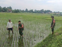 Tingkatkan Hasil Pertanian, Babinsa Desa Mendak Klaten Dampingan Penyemprotan Insektisida
