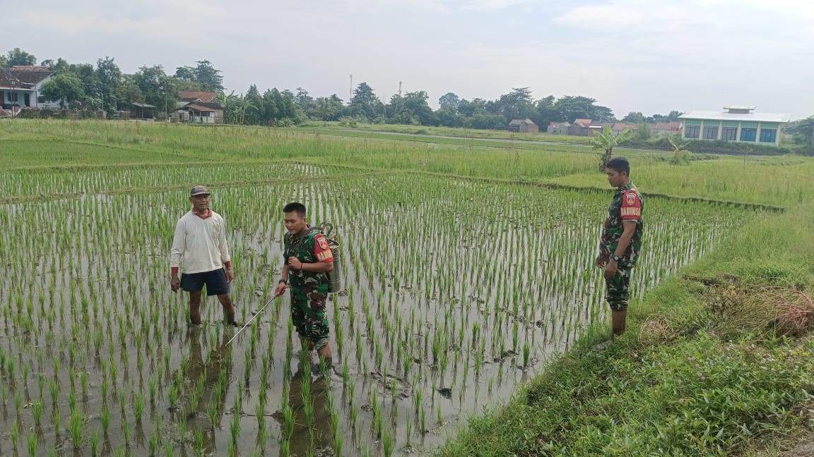 Tingkatkan Hasil Pertanian, Babinsa Desa Mendak Klaten Dampingan Penyemprotan Insektisida