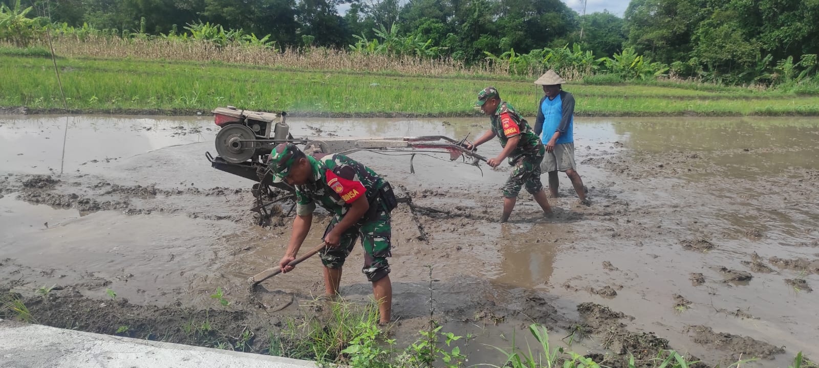 Babinsa Koramil 12/Manisrenggo Kodim Klaten Turun Dampingi Petani Olah Sawah