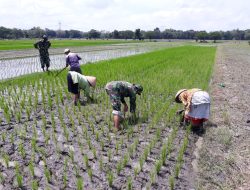 Babinsa Desa Sribit Klaten Dampingi Penyiangan Gulma Padi Sukseskan Program Pertanian Pemerintah
