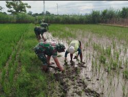 Tingkatkan Hasil Pertanian, Babinsa Koramil Prambanan Klaten Dampingi Penyulaman Tanaman Padi di Desa Cucukan