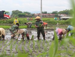 Ketahanan Pangan, Kodim 0723 Klaten Tanam Padi Di Desa Tambongwetan
