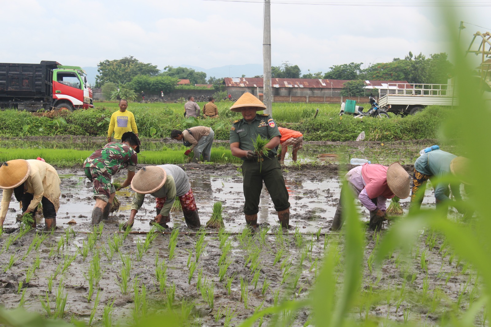 Ketahanan Pangan, Kodim 0723 Klaten Tanam Padi Di Desa Tambongwetan