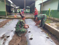 Manfaatkan Lahan, Koramil 22 Wonosari Klaten Tanam Cabe Rawit Jagung Dan Padi Bagendit