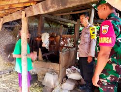 Babinsa Japanan Koramil Cawas Klaten Lakukan Pemantauan Dan Pendataan Hewan Ternak Terkait PMK