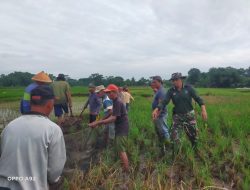 Babinsa Koramil 14/Karanganom Basmi Tikus Di Lahan Pertanian Desa Jambean Klaten