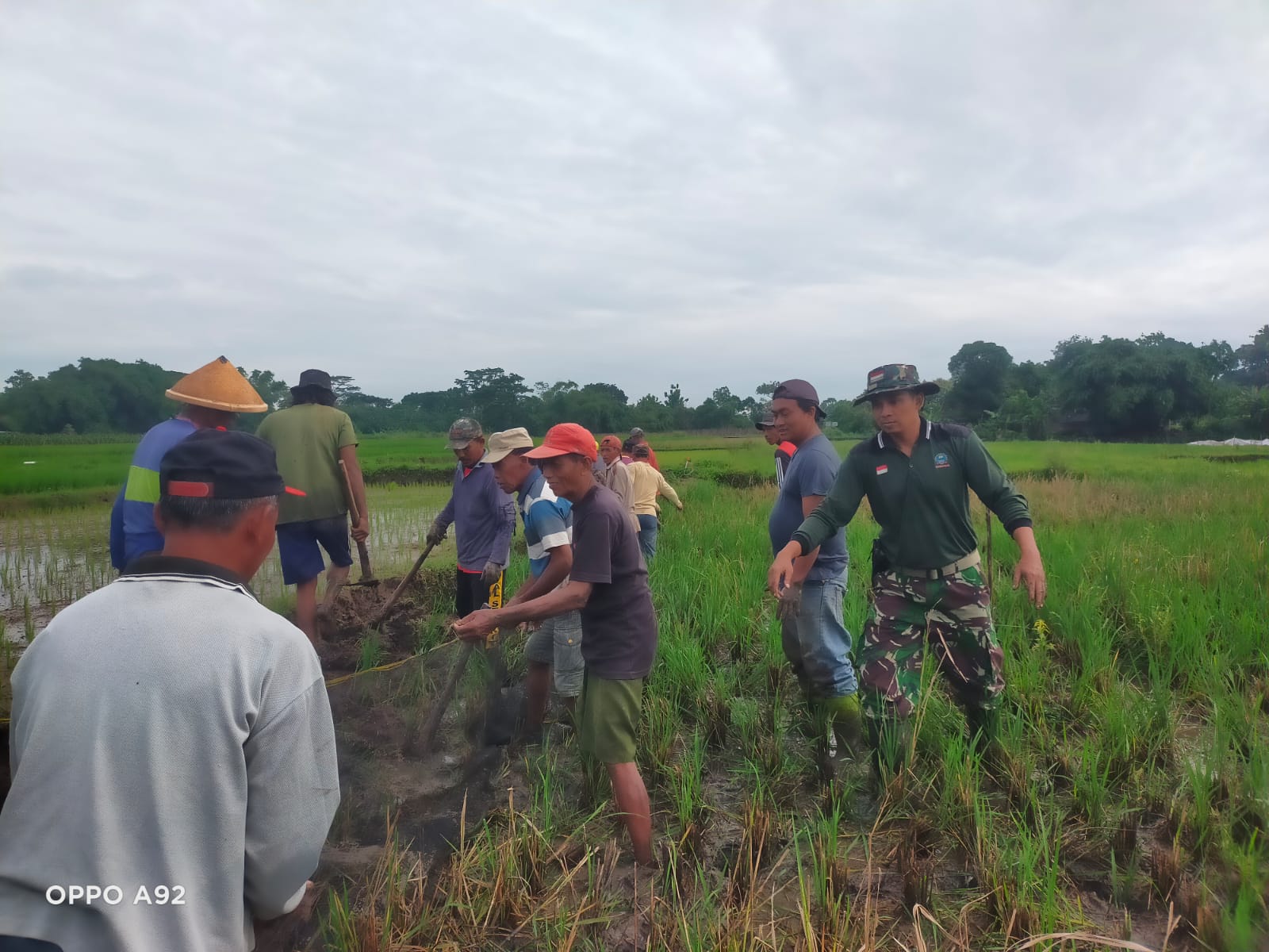 Babinsa Koramil 14/Karanganom Basmi Tikus Di Lahan Pertanian Desa Jambean Klaten