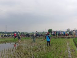 Danramil Juwiring Hadiri Penyemprotan Massal Pestisida Di Persawahan Dukuh Pojok Desa Jaten Klaten