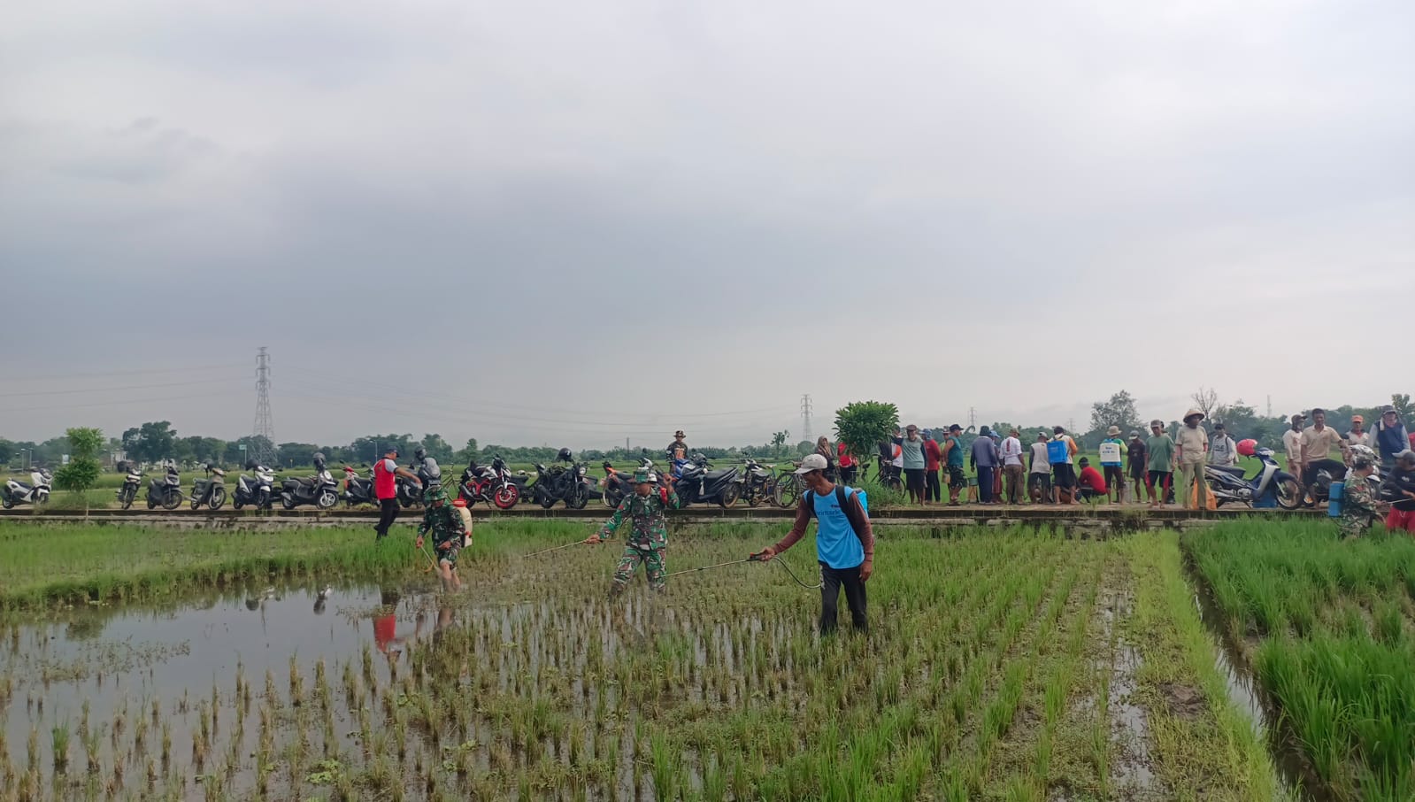 Danramil Juwiring Hadiri Penyemprotan Massal Pestisida Di Persawahan Dukuh Pojok Desa Jaten Klaten