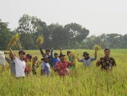 Mewakili Danramil 02/Jogonalan, Babinsa Hadiri Wiwitan Dan Ubin Panen Padi Di Desa Prawatan Klaten