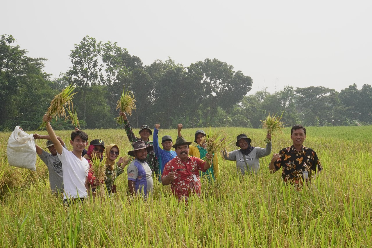 Mewakili Danramil 02/Jogonalan, Babinsa Hadiri Wiwitan Dan Ubin Panen Padi Di Desa Prawatan Klaten