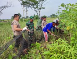 Sinergi Babinsa, Bhabinkamtibmas Dan Gapoktan Sandi Boga Berantasan Hama Tikus Di Desa Jambeyan Klaten
