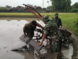Pengolahan Penyiapan Lahan Tanam Padi Di Dukuh Pundungan Di Dampingi Babinsa Koramil Klaten Utara