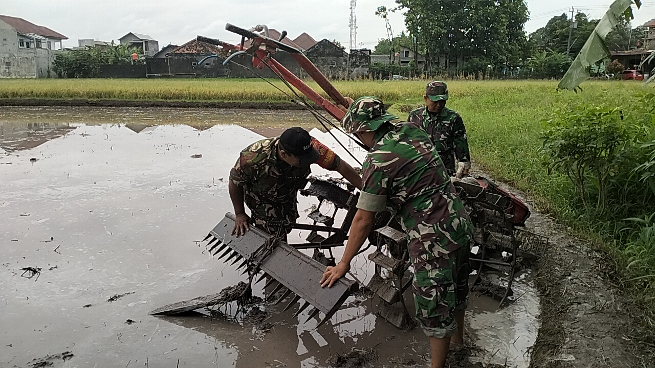 Pengolahan Penyiapan Lahan Tanam Padi Di Dukuh Pundungan Di Dampingi Babinsa Koramil Klaten Utara