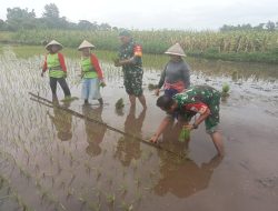 Dukung Swasembada Pangan, Babinsa Koramil 12/Manisrenggo Kodim 0723 Klaten Bantu Petani Tanam Padi