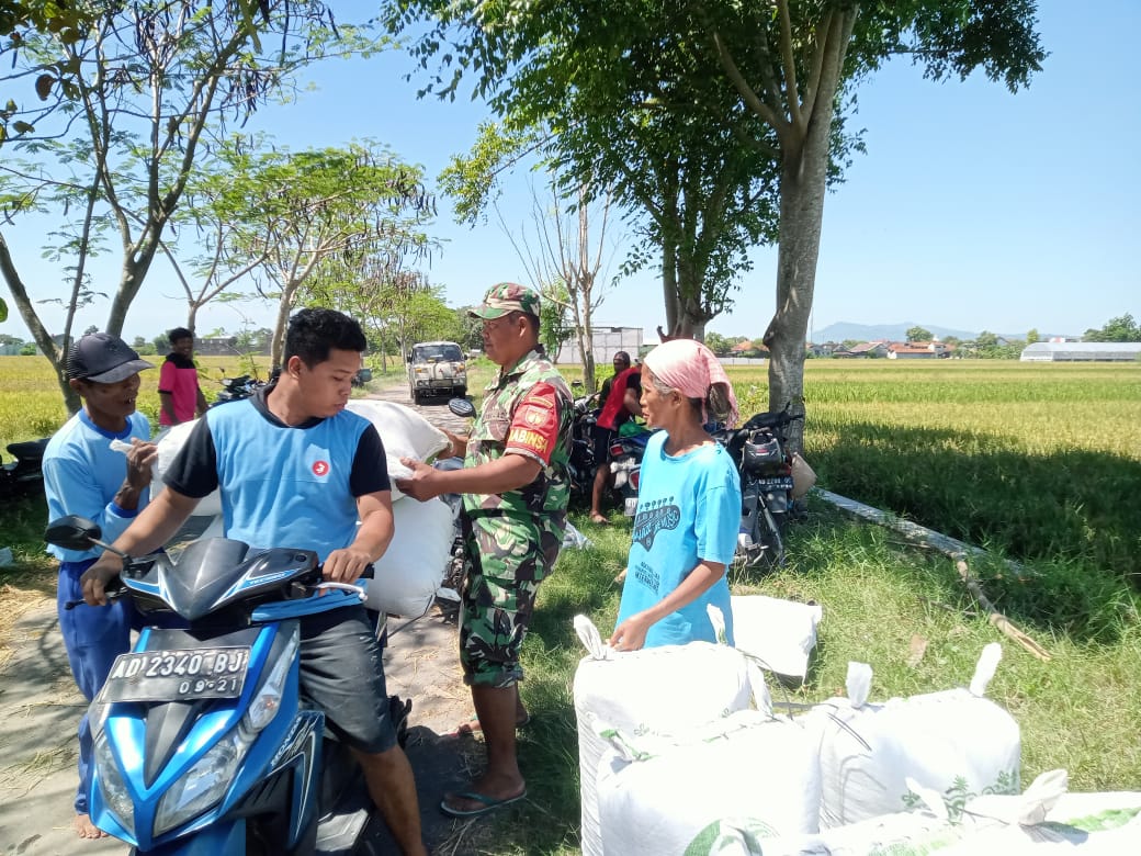 Babinsa Koramil 17/Karangdowo Dampingan Panen Padi Di Wilayah Desa Tumpukan, Sampaikan Ini