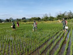 Babinsa Koramil 09/Prambanan Lakukan Pemupukan Tanaman Padi Di Desa Taji, Ini Katanya