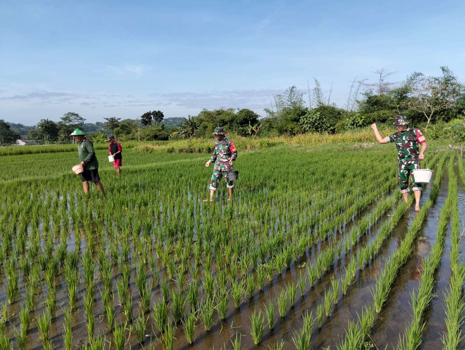 Babinsa Koramil 09/Prambanan Lakukan Pemupukan Tanaman Padi Di Desa Taji, Ini Katanya