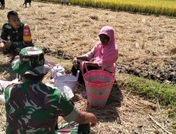 Dukung Program Pemerintah Untuk Ketahanan Pangan Nasional, Babinsa Koramil Klaten Utara Sosialisasikan Serapan Gabah Kering