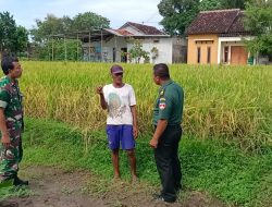 Petani Desa Belangwetan Dapat Sosialisasi Serapan Gabah Dari Babinsa Koramil Klaten Utara