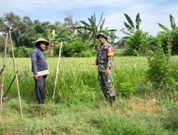 Babinsa Desa Pereng Koramil 09/Prambanan Kodim 0723 Klaten Beri Semangat Petani Di Dusun Sunggingan Kulon