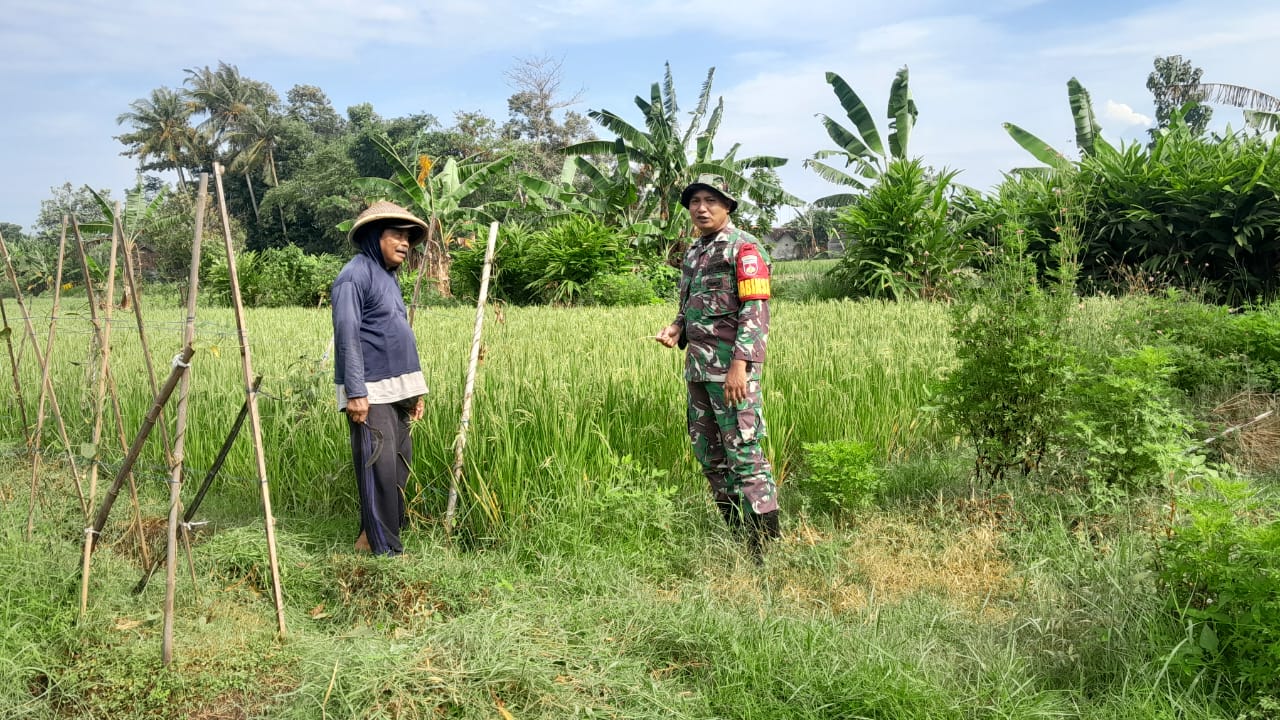 Babinsa Desa Pereng Koramil 09/Prambanan Kodim 0723 Klaten Beri Semangat Petani Di Dusun Sunggingan Kulon