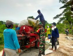 Babinsa Koramil 21/Juwiring Dampingi Panen Padi Di Wilayah Kecamatan Juwiring Klaten