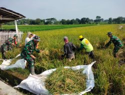 Memanen Padi Di Desa Tulung Klaten, Babinsa Kodim Klaten Turun Bantu Petani